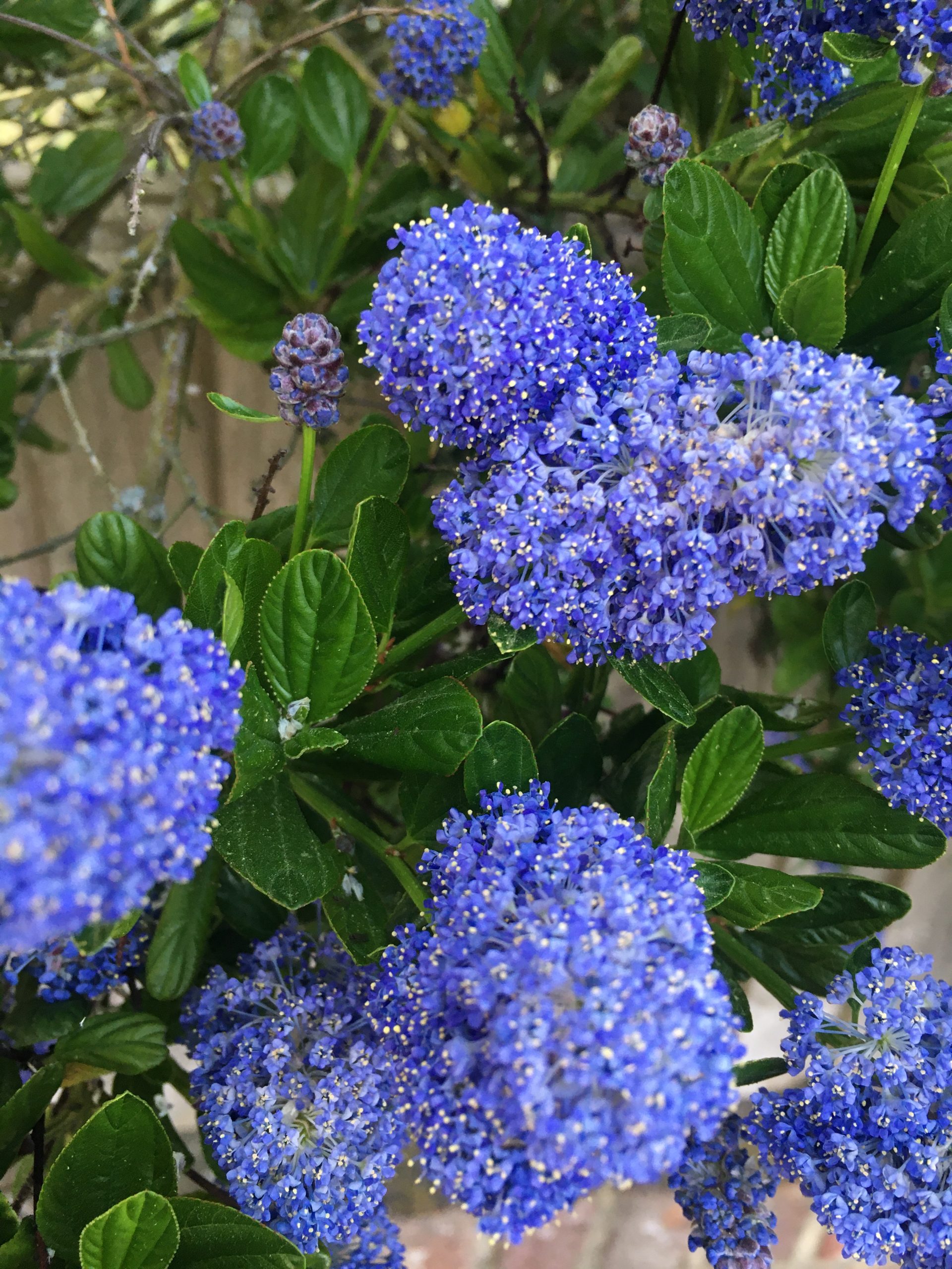 A blue flowering shrub