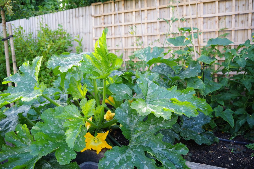 Studio Hummingbird | Garden Style Quiz Courgettes growing in a bed against a trellis, Ferring