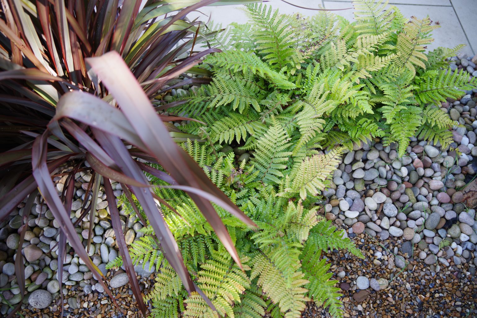 Studio Hummingbird | Project Ferring Coastal planting in Shoreham-by-Sea.