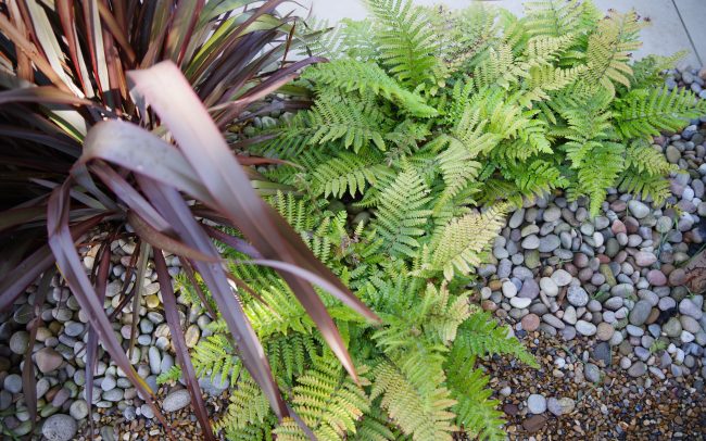 Coastal planting in Shoreham-by-Sea.