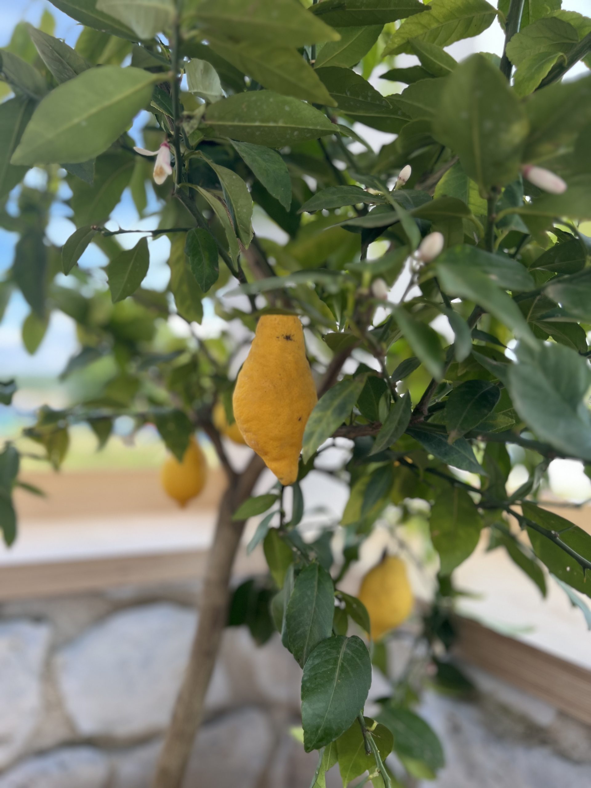 Lemon tree in a pot