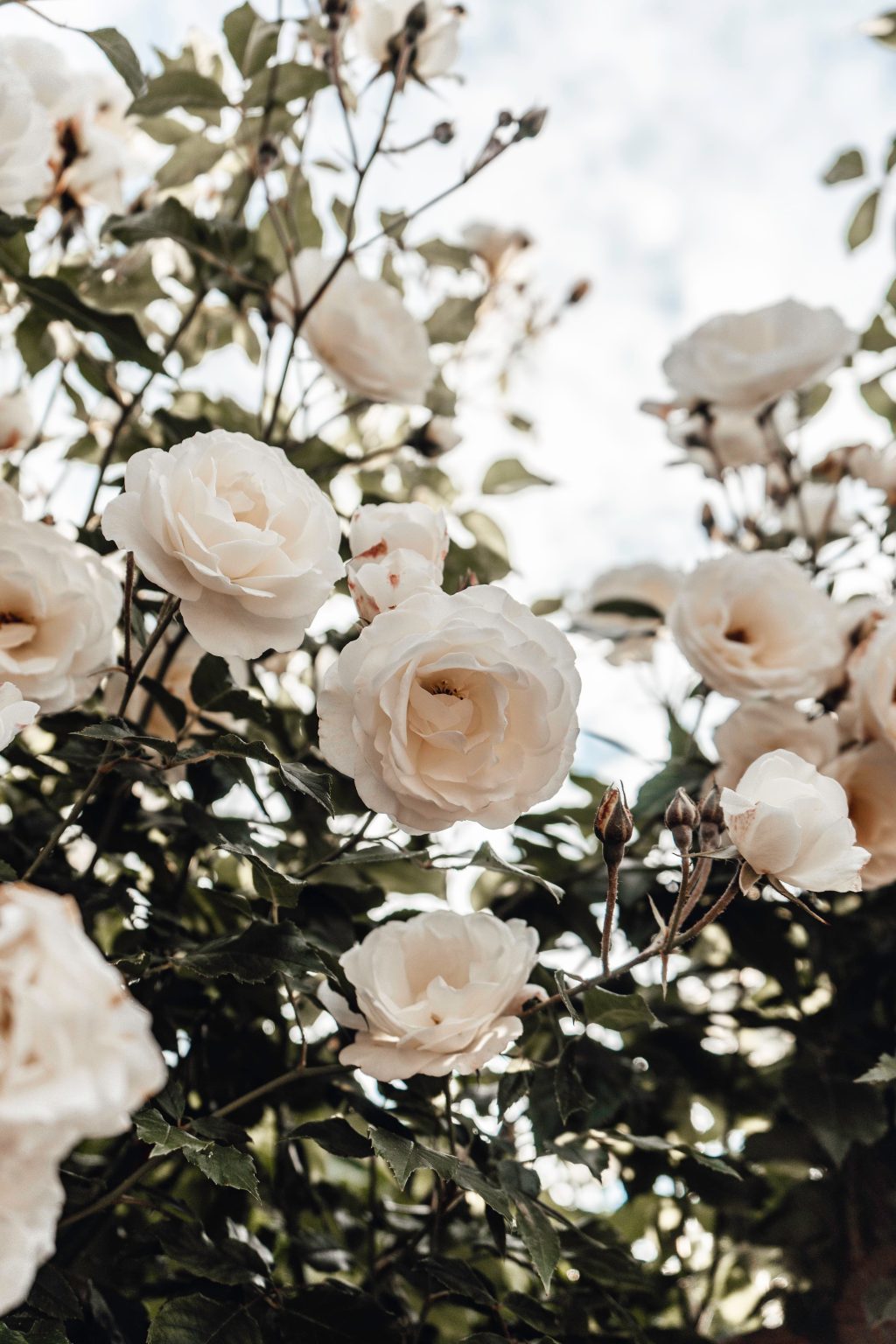 puck-milder-dj1FWFgIBTg-unsplash A white rose shrub (rosa rugosa) with lots of blossom