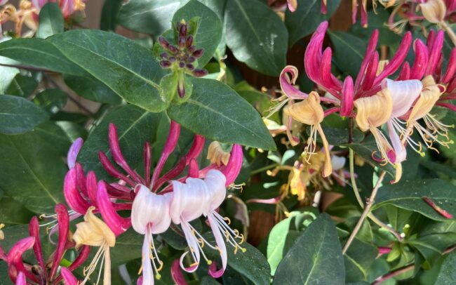 Honeysuckle, Lonicera periclymenum