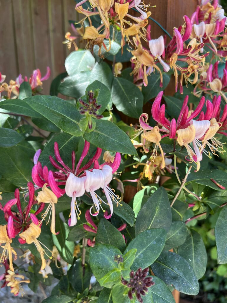 IMG_0058 Honeysuckle, Lonicera periclymenum