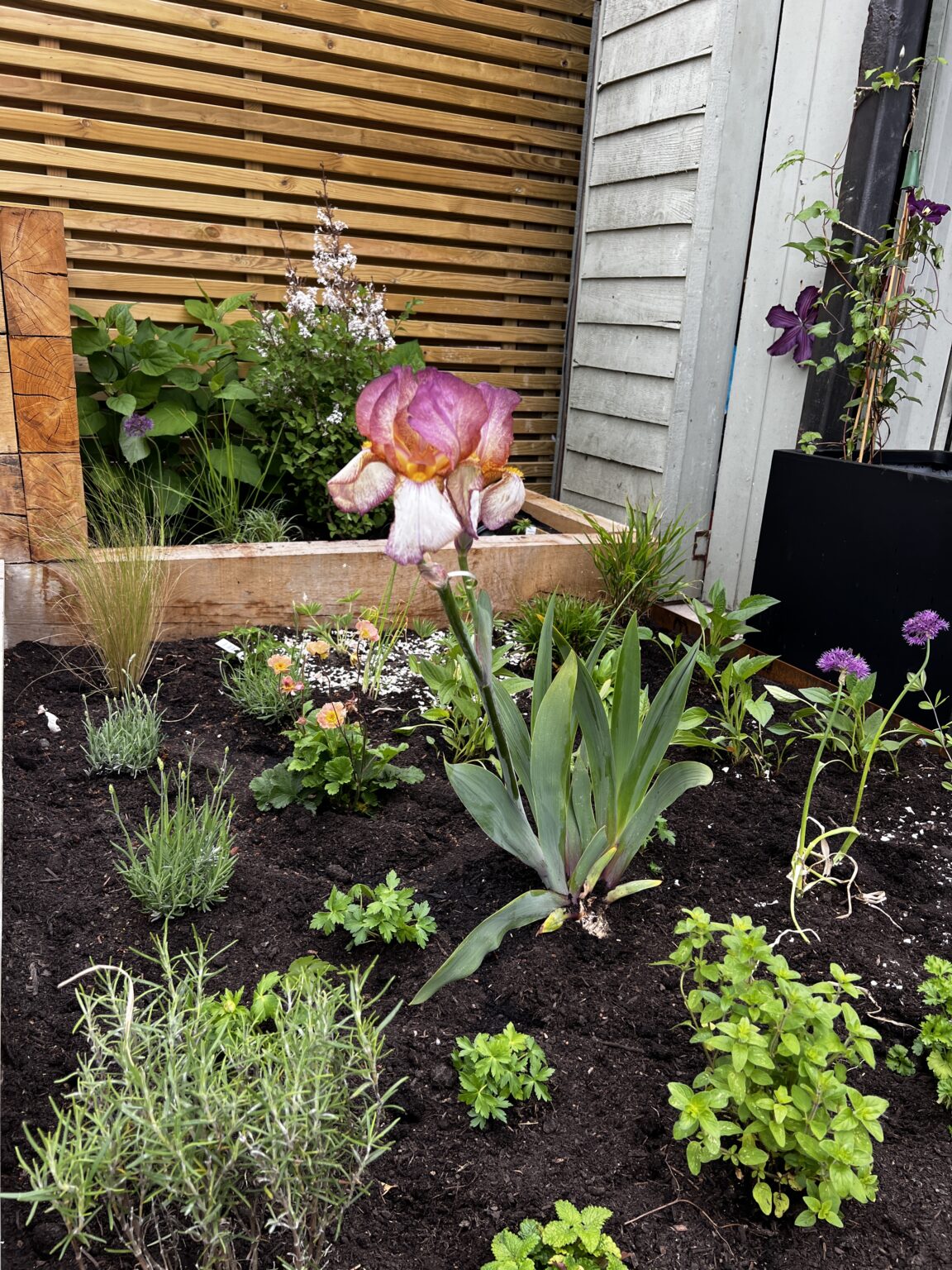 Iris in raised planting bed, garden project in Worthing