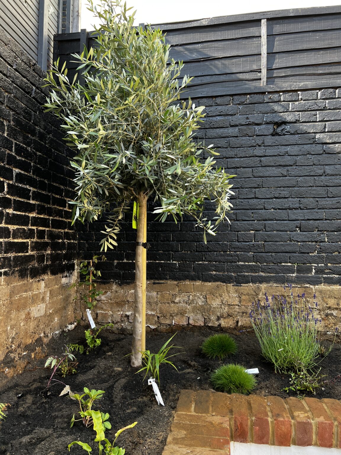 Ferns, an olive tree and grasses in a raised planting bed, project in Brighton