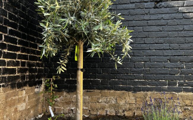 Ferns, an olive tree and grasses in a raised planting bed, project in Brighton