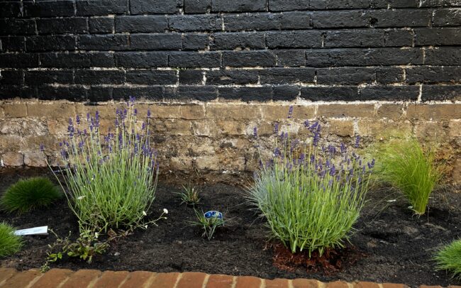 Lavender in a raised brick planting bed in a courtyard in Brighton.