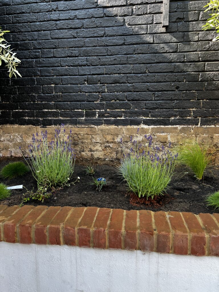 Studio Hummingbird | Garden Designer Brighton Lavender in a raised brick planting bed in a courtyard in Brighton.