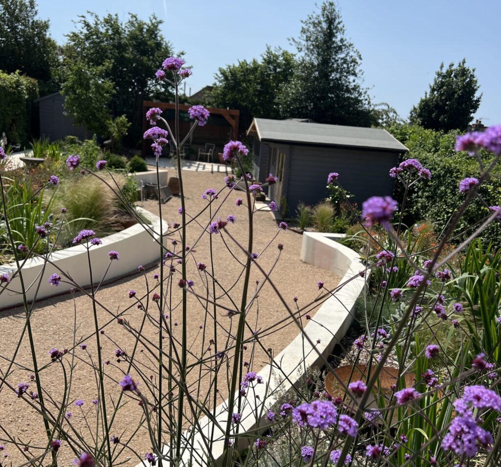 Studio Hummingbird | Garden Design Worthing A sloped garden with selfbinding gravel path and Verbena plants.