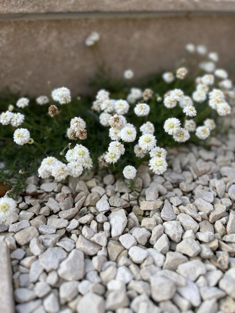 IMG_0384 Cammomile in a gravel garden