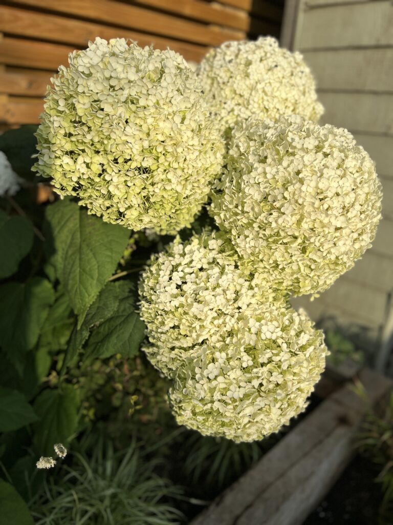 IMG_0385 White hydrangeas