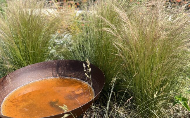 Corten Steel Water bowl surrounded by swaying ornamental grasses