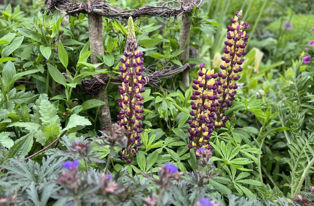 IMG_9825 Lupins in a planting border