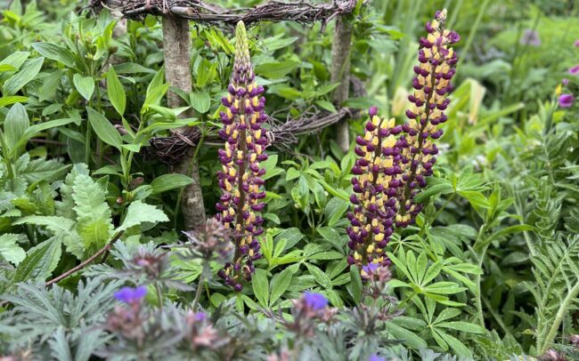Lupins in a planting border