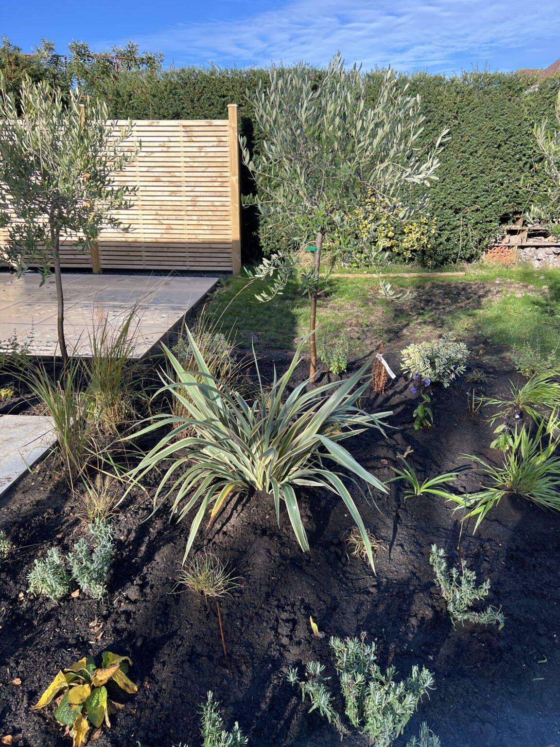 An After Planting photo with olive trees and layered planting in place in Southwater, Horsham.