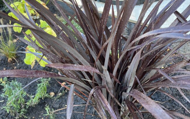 Studio Hummingbird | Garden Designer Horsham