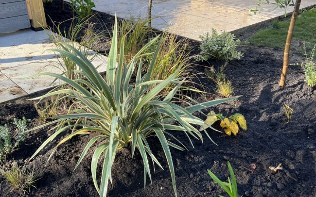 A photo of a planting bed with coastal plants like Phormiums and Olive trees in Southwater, Horsham.