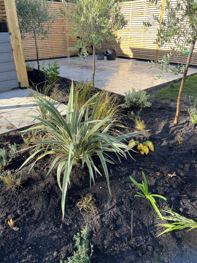 Studio Hummingbird | Planting Project Southwater Mediterranean Planting — Southwater