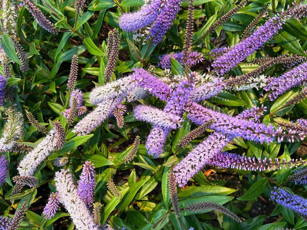 Hebe plant for coastal gardens in Sussex