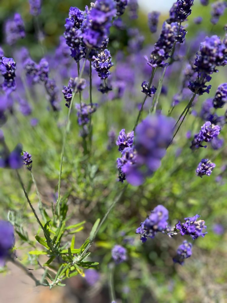Studio Hummingbird | Garden Style Quiz Lavender 'Hidcote' in flower