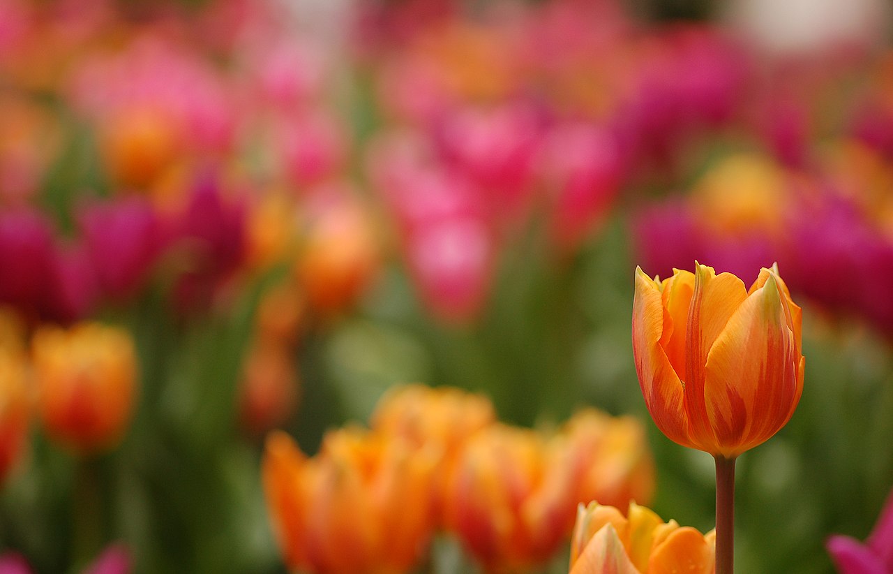 Deep red Tulipa Oscar in flower - spring bulbs for Sussex gardens