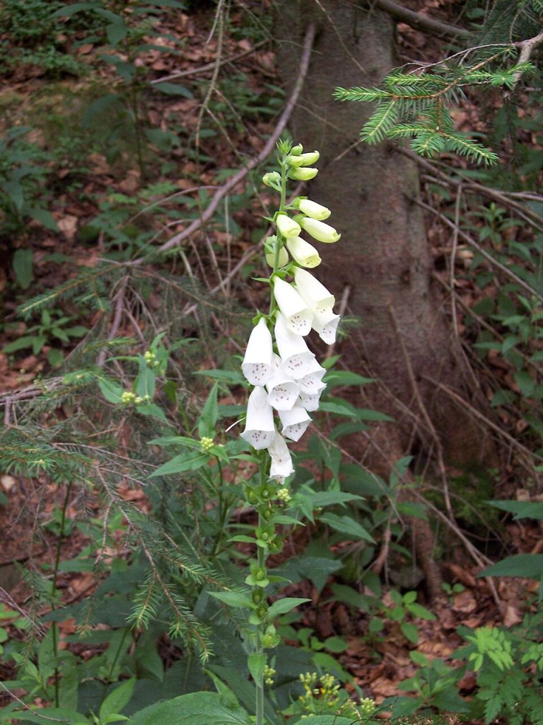 Studio Hummingbird | Garden Style Quiz White foxglove