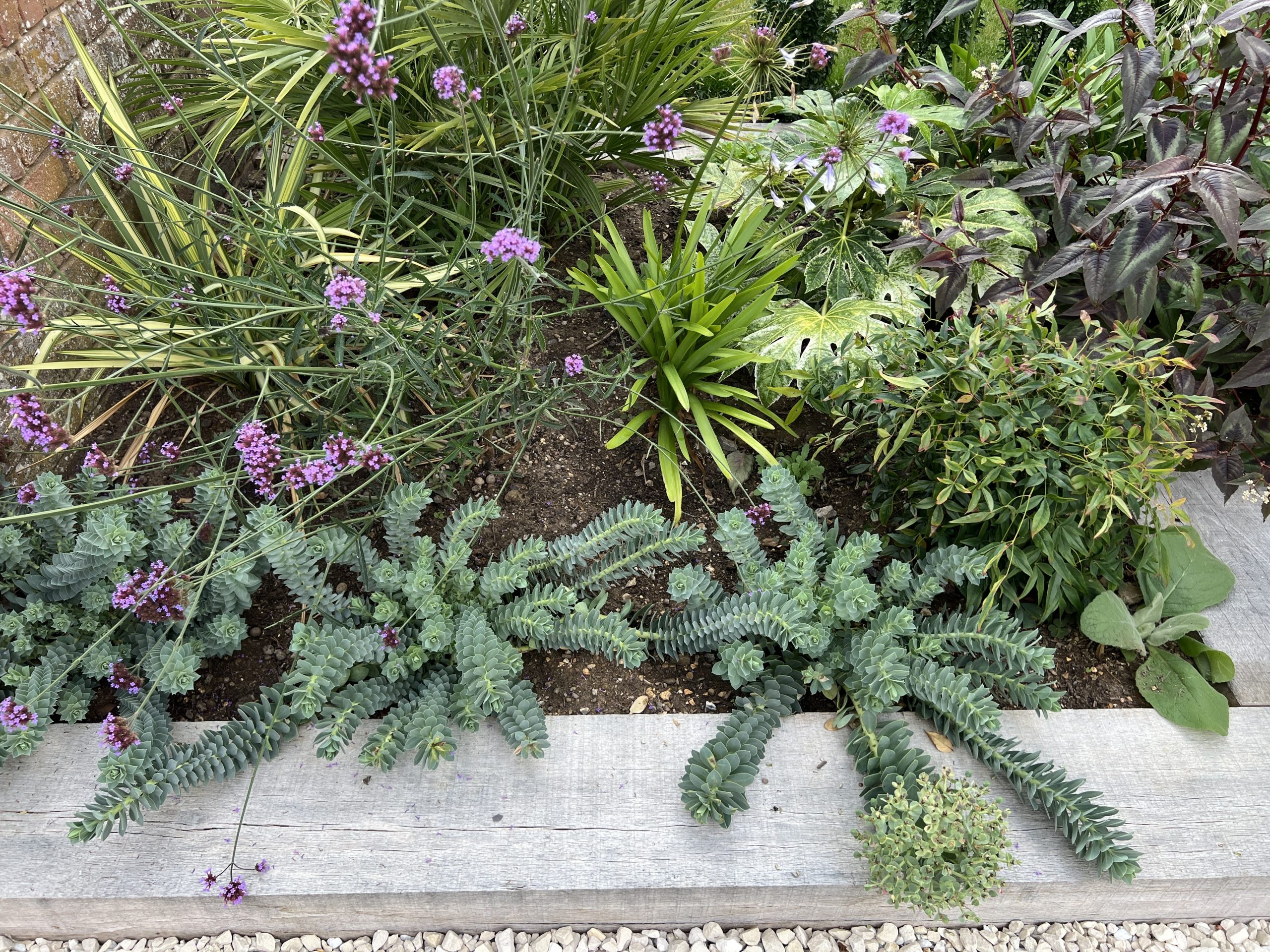Studio Hummingbird | Best Plants for a Coastal Garden in Sussex: What Actually Thrives by the Sea Coastal garden planting in Sussex.