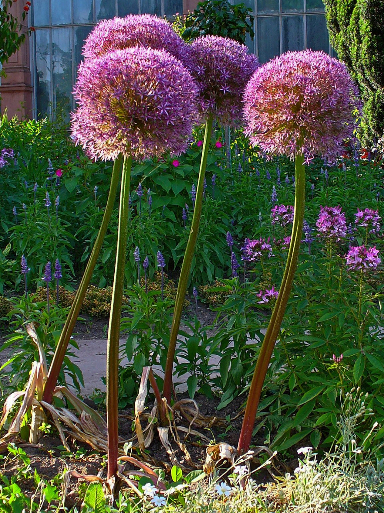 Studio Hummingbird | When to Plant Spring Bulbs in Sussex: What the Packet Doesn't Tell You Allium giganteum - giant purple drumstick flowerhead