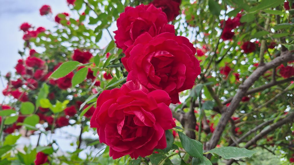 Studio Hummingbird | Garden Style Quiz Deep red climbing roses
