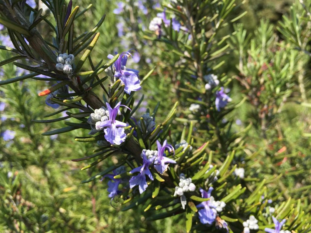 Studio Hummingbird | Garden Style Quiz Rosemary in flower