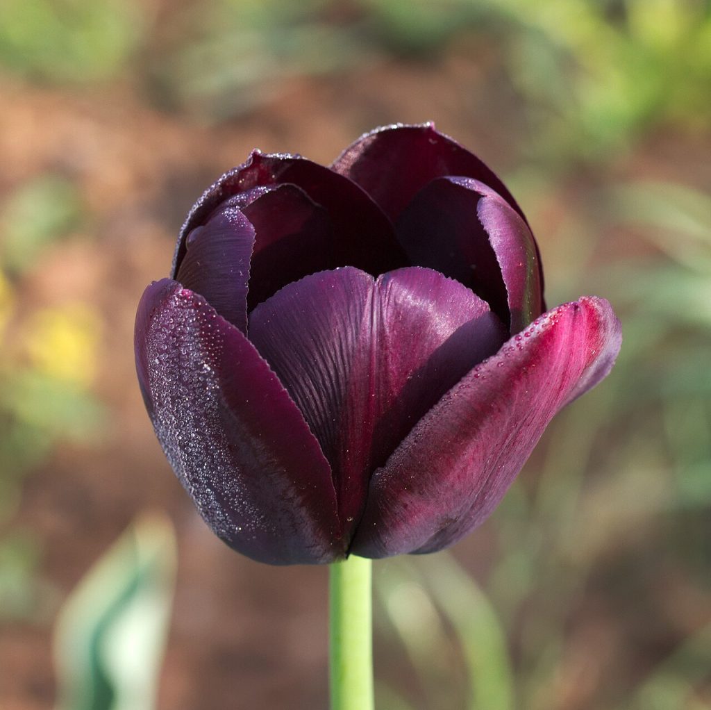 Tulipa Queen of Night, deep purple-black single late tulip